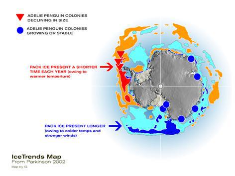Adelie-pingviner går tilbage i vest (mindre havis), øges i syd og øst (koldere, mere havis)